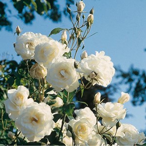 2 x rosa  - rosier kordes - rosa 'schneewittchen'