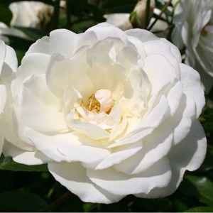 2 x rosa  - rosier kordes - rosa 'schneewittchen'