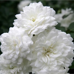 2 x rosa  - rosier couvre-sol - rosa 'sea foam'