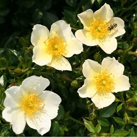 Rosa  - kordes nectar rosier - rosa 'sonnenröschen'®