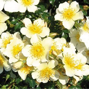 Rosa  - kordes nectar rosier - rosa 'sonnenröschen'®