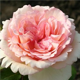 Rosa  - kordes eleganza® rosier - rosa 'souvenir de baden-baden'®