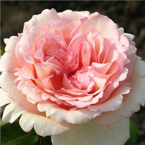 Rosa  - kordes eleganza® rosier - rosa 'souvenir de baden-baden'®