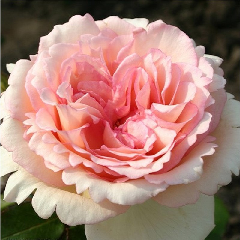 Rosa - kordes eleganza® rosier - rosa 'souvenir de baden-baden'®