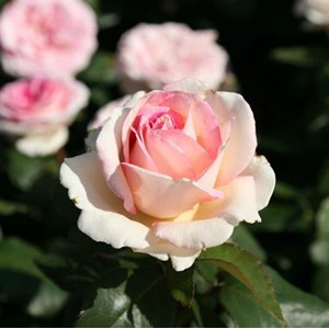 Rosa  - kordes eleganza® rosier - rosa 'souvenir de baden-baden'®