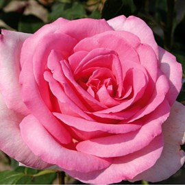Rosa  - kordes eleganza® rosier - rosa 'sweet parole'®
