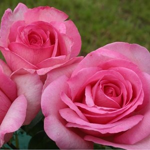 Rosa  - kordes eleganza® rosier - rosa 'sweet parole'®
