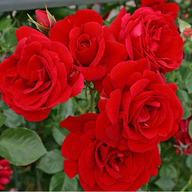 Rosa - rosier grimpante kordes - rosa 'sympathie'