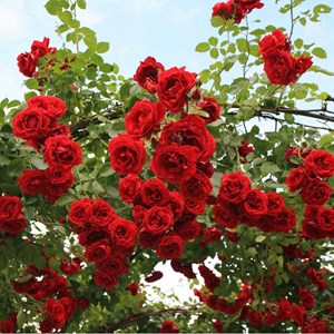 Rosa  - rosier grimpante kordes - rosa 'sympathie'