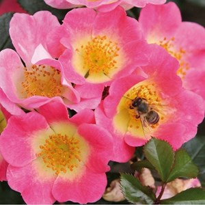 Rosa  - kordes nectar rosier - rosa 'topolina'