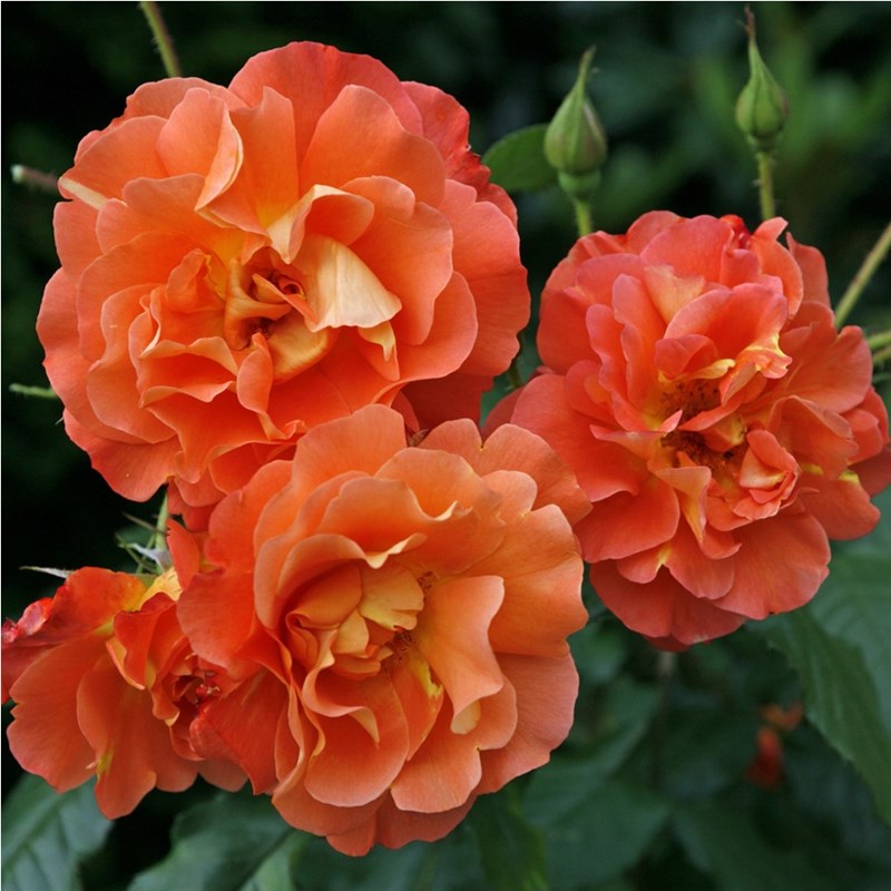 Rosa - rosier grimpante kordes - rosa 'westerland'