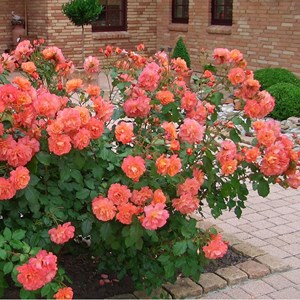 Rosa  - rosier grimpante kordes - rosa 'westerland'