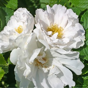 Rosa  - kordes-rugosa - rosa 'white roadrunner'®