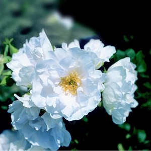 Rosa  - kordes-rugosa - rosa 'white roadrunner'®