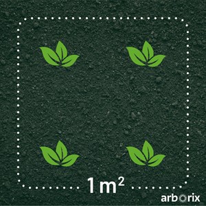 2 x rosa  - rosier couvre-sol - rosa 'white fairy'