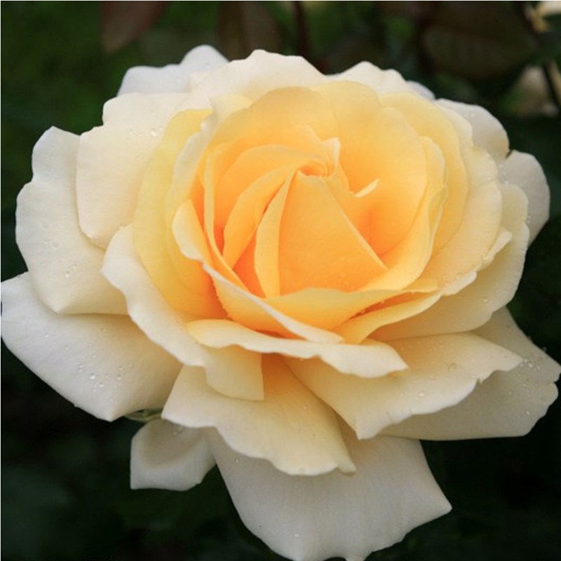 Rosa - kordes eleganza® rosier - rosa 'winter sun'®