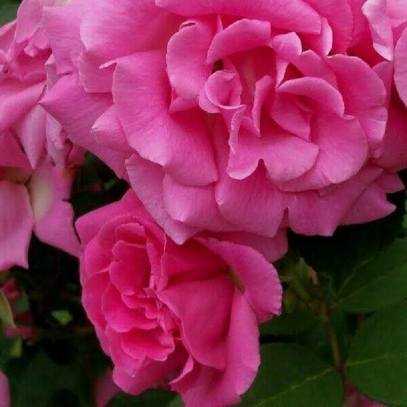 Rosa - rosier grimpante - rosa 'zephrine drouhin'