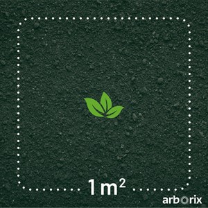 Rosa  - rosier grimpante - rosa 'zephrine drouhin'