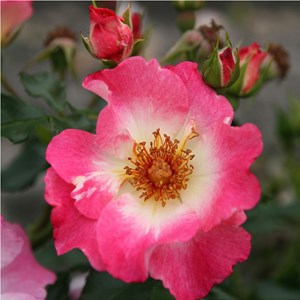 Rosa  - kordes nectar rosier - rosa 'dolomiti'