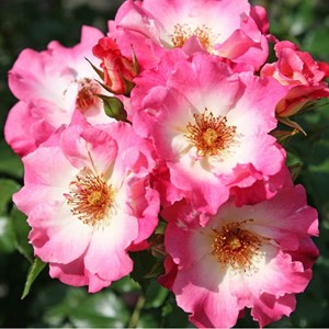 Rosa  - kordes nectar rosier - rosa 'dolomiti'