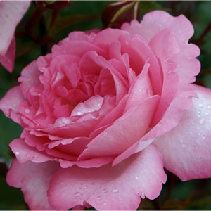 Rosa  - kordes eleganza® rosier - rosa 'eliza'