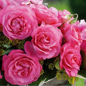 Rosa  - kordes eleganza® rosier - rosa 'eliza'