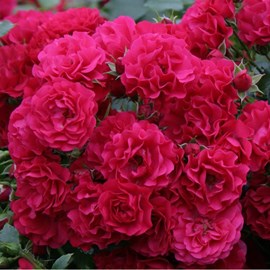 Rosa  - kordes rigo-rosier - rosa 'gärtnerfreude'®