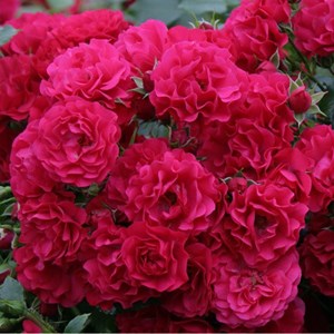 Rosa  - kordes rigo-rosier - rosa 'gärtnerfreude'®