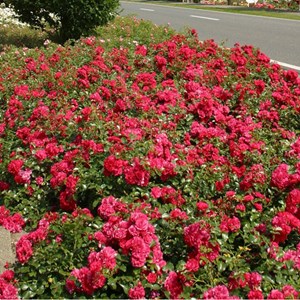 Rosa  - kordes rigo-rosier - rosa 'gärtnerfreude'®