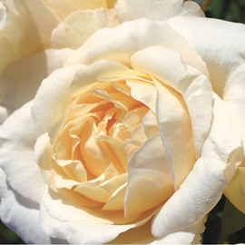 Rosa  - kordes eleganza® rosier - rosa 'la perla'®