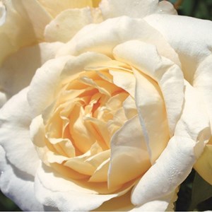 Rosa  - kordes eleganza® rosier - rosa 'la perla'®