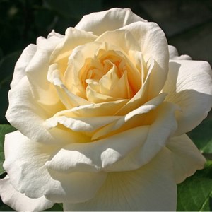 Rosa  - kordes eleganza® rosier - rosa 'la perla'®