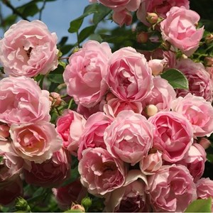 2 x rosa  - rosier grimpante kordes - rosa 'jasmina'®