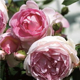2 x rosa  - rosier grimpante kordes - rosa 'jasmina'®