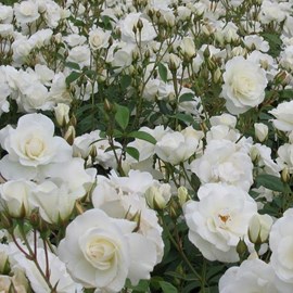 2 x rosa  - rose classique - rosa 'witte tros'