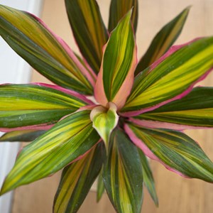 Cordyline red edge + cache-pot