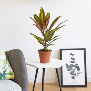Cordyline red edge + cache-pot