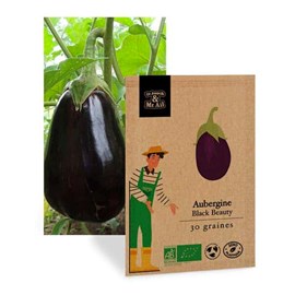 Aubergine black beauty - graines bio