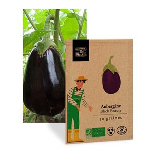 Aubergine black beauty - graines bio