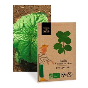 Basilic à feuilles de laitue - graines bio