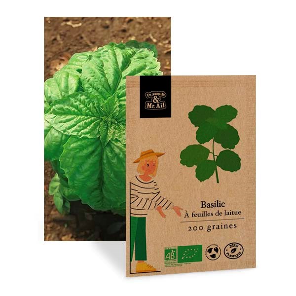 Basilic à feuilles de laitue - graines bio