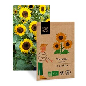 Tournesol ramifié - graines bio