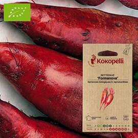 Betterave cylindra- graines bio à semer