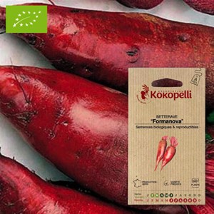 Betterave cylindra- graines bio à semer