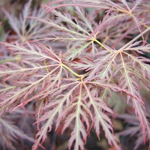Érable du japon  - acer palmatum 'ornatum'  - 40-50 cm pot