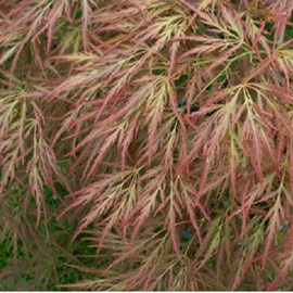 Érable du japon  - acer palmatum 'ornatum'  - 40-50 cm pot