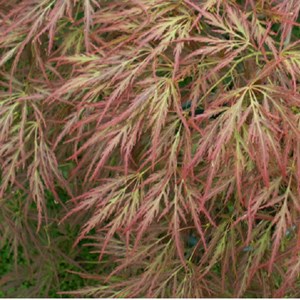 Érable du japon  - acer palmatum 'ornatum'  - 40-50 cm pot