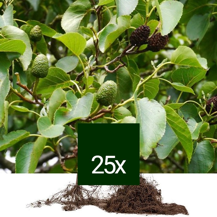 Aulne de corse - racine nue - alnus cordata - 25 x 60-90 cm racines nues