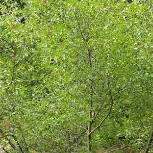 Aulne de corse - racine nue - alnus cordata  - 25 x 60-90 cm racines nues