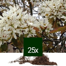 Amélanchier de lamarck - racine nue - amelanchier lamarckii - 25 x 40-60 cm